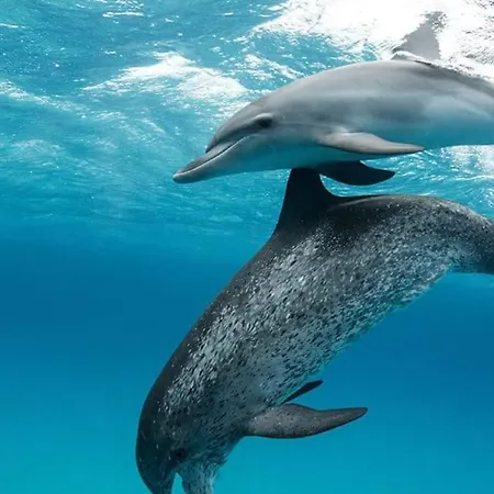 Appartement Casa Pios Carvoeiro (Lagoa)